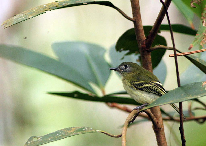 The White-eyed Tody-Tyrant is one of the common but very localized residents of habitats near Moyobamba.