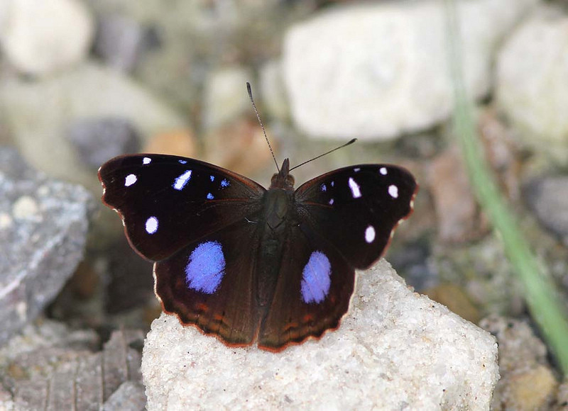 …and this stunner is a Salvin’s Empress.