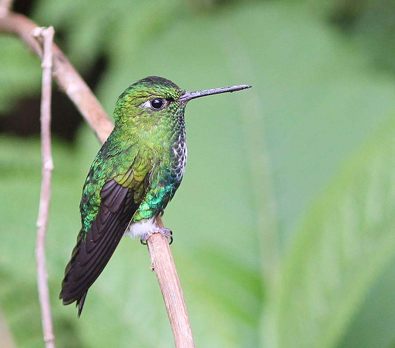 We’ll spend some time relaxing at the lodge’s feeders where should see Emerald-bellied Puffleg…