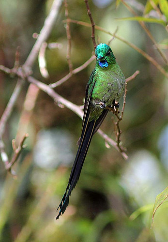 …the stunning Long-tailed Sylph….