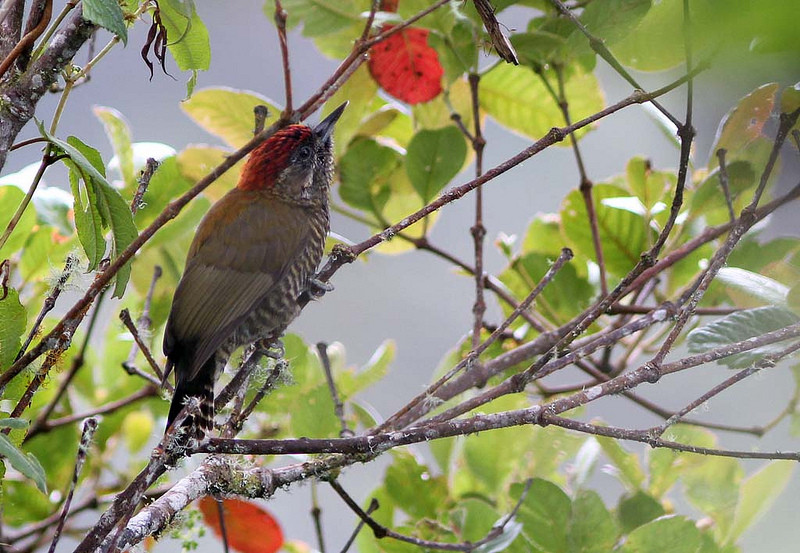 Bark-bellied Woodpecker is a high-elevation specialty we might see.