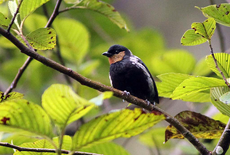 Silvery Tanager occurs in most of the mixed flocks around the lodge and down the road.