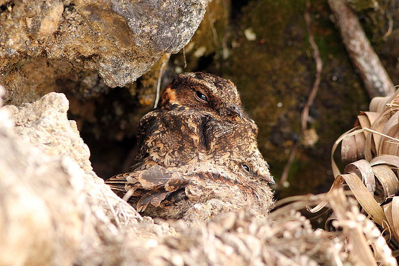 A brooding Lyre-tailed Nightjar might be one of our lucky sightings in the area; or we might come across one in our nocturnal birding outings.