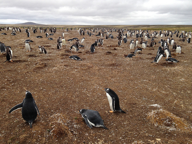…penguin colonies on the Falklands Islands…