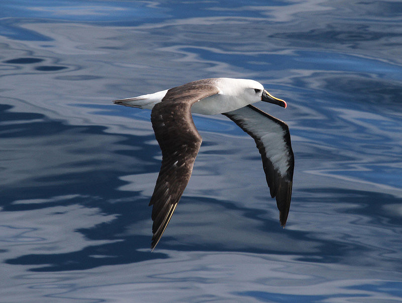 That trip is just magical for seabirds - here a close Yellow-nosed Albatross…