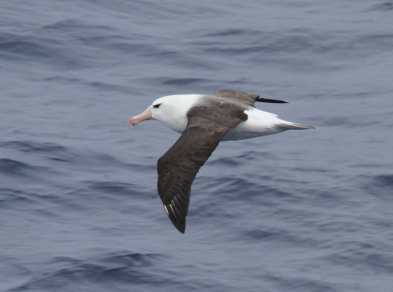 …and we should see hundreds of Black-browed Albatross…