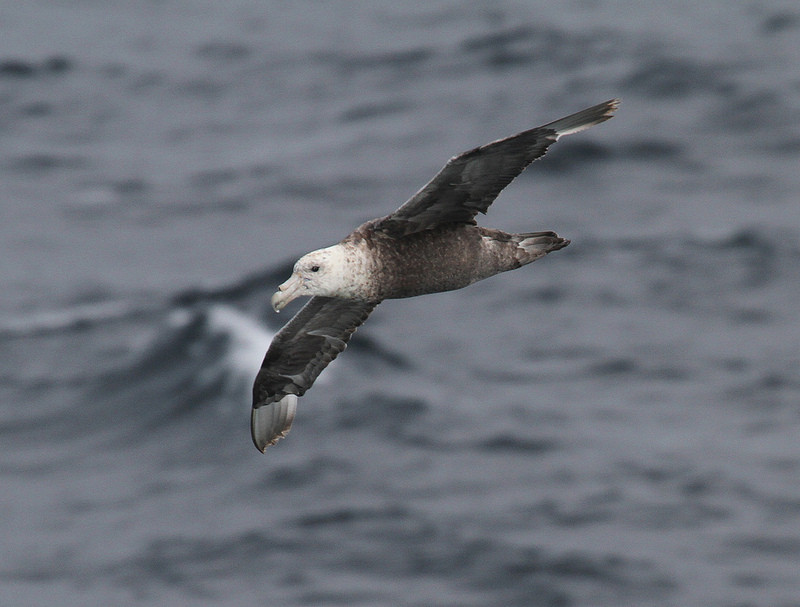 …but we’ll also see Southern Giant Petrels and many more tubenoses…