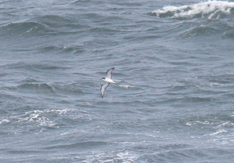 …including some very difficult to see elsewhere, like Stejneger’s Petrel…