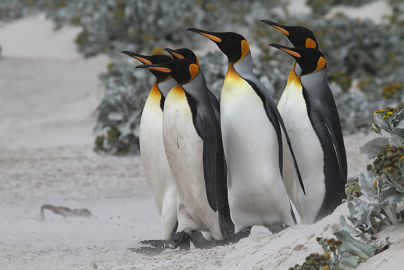 …where there are also majestic King Penguins.