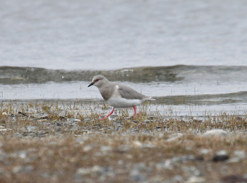 …the Magellanic Plover in Patagonia…