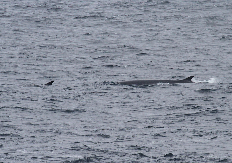 …Fin Whales…