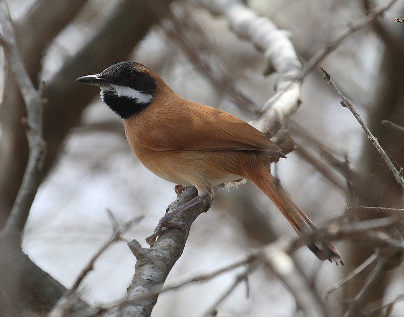 We expect to see a number of species with a very restricted ranges; for example White-whiskered Spinetail…