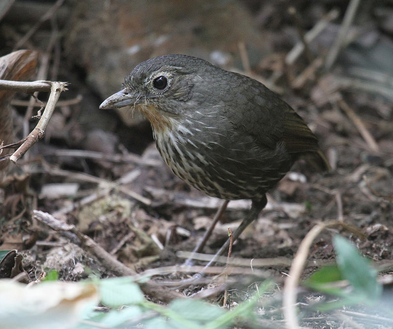 ….and in the mountains, many endemics with names that begin with ‘Santa Marta’, like the S.M. Antpitta…