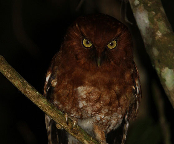 …and the still formally undescribed S.M. Screech-owl…