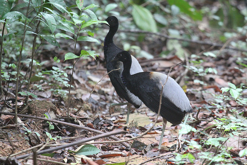 … and the sought-after Grey-winged Trumpeter are all competing for “best bird” on our tour of Guyana.
