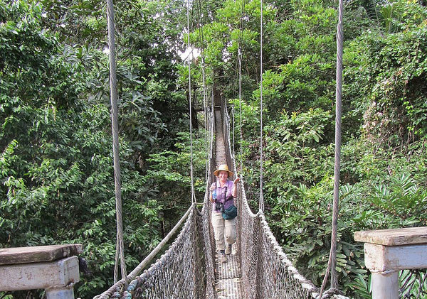 … and even a canopy walkway.
