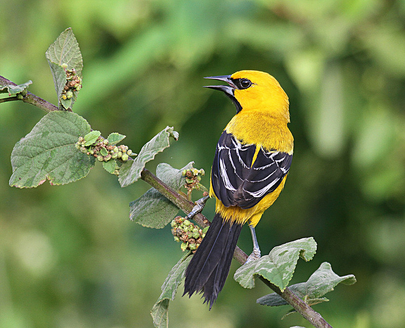 Birding in Guyana is wonderful, with many colorful birds like Yellow Oriole…