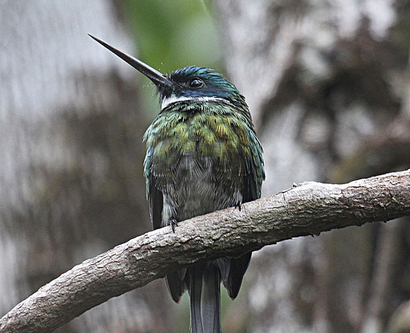 …or the rare Bronzy Jacamar which favors forests with poor soil.