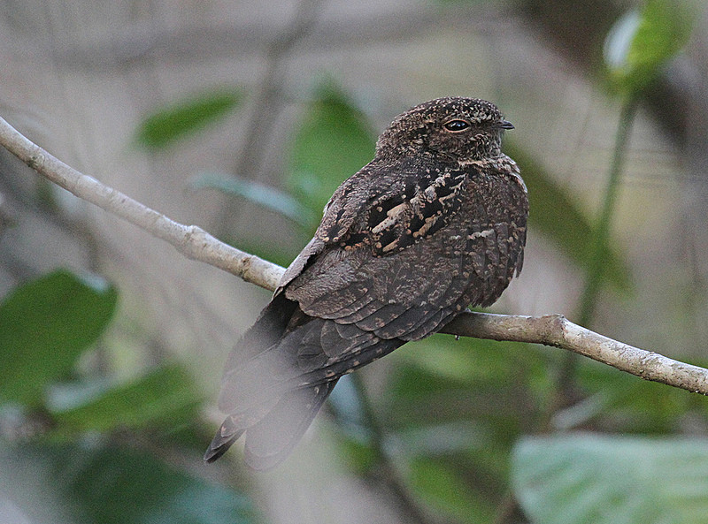 Large number of Band-tailed Nighthawk are sometimes seen along rivers…