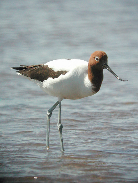 We’ll start the trip off with a visit to a wetland park in Perth, where we will look at  Red-necked Avocets…