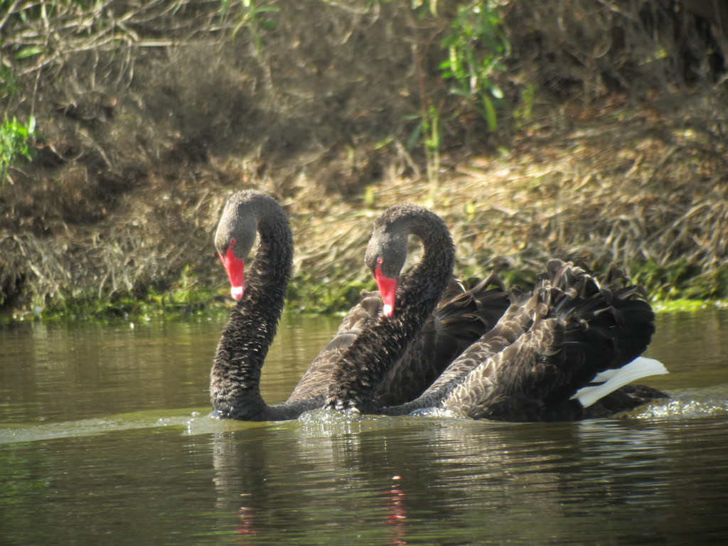 …courting Black Swans… 