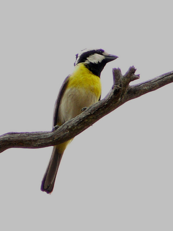 …we should encounter a suite of special birds, like Crested Shrike-tit…