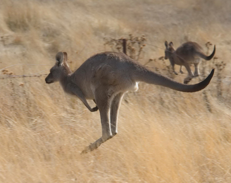 …we’ll keep an eye out for Kangaroos…