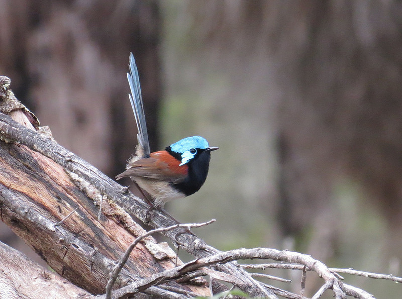 …and the stunning Red-winged Fairywren.                           