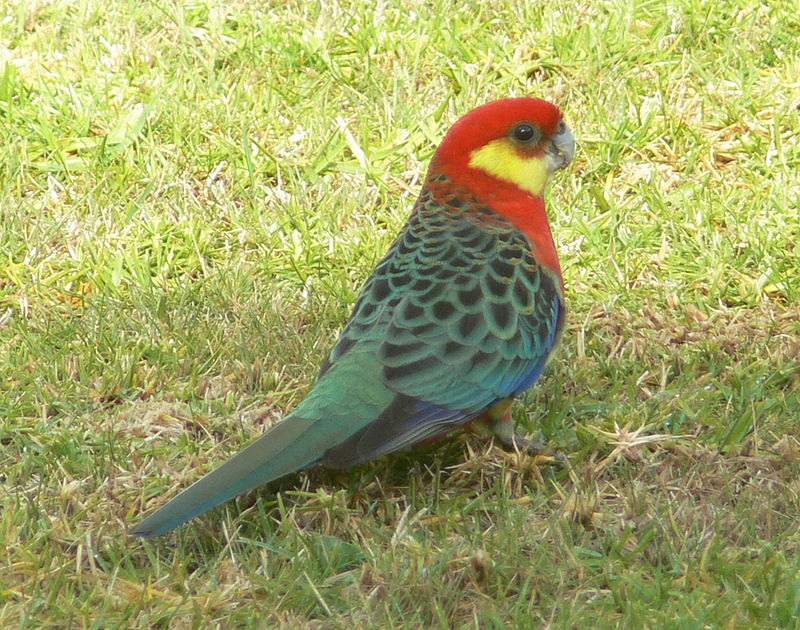 Around our lodge we should see Western Rosellas…