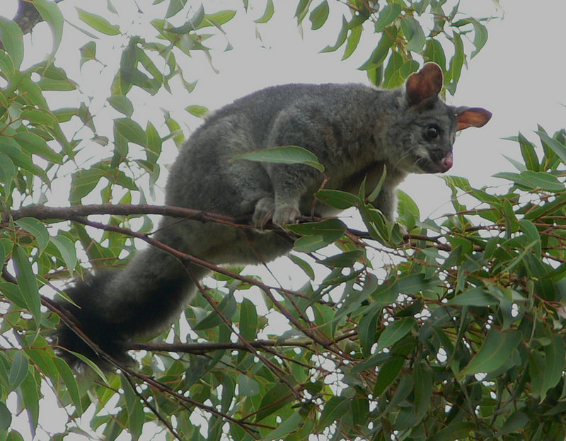 …maybe even a Brushtail Possum foraging on Banksia flowers.
