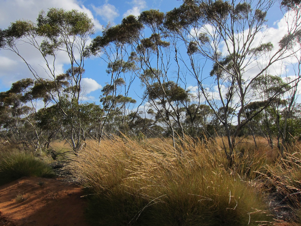 On one day we’ll turn inland, for the beautiful Mallee parkland…