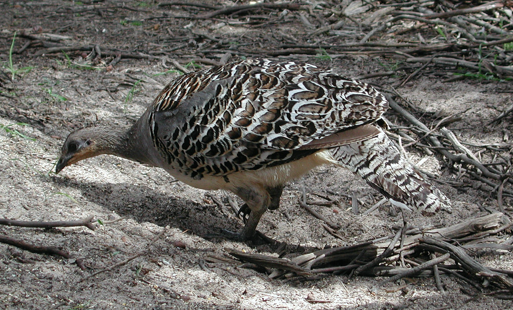 …and where we’ll look for the often elusive Malleefowl.