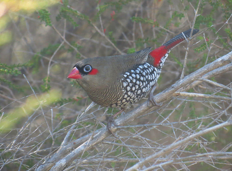 We’ll then head back to Perth, watching along the way for Red-eared Firetail… (pt) Credit: Peter Taylor
