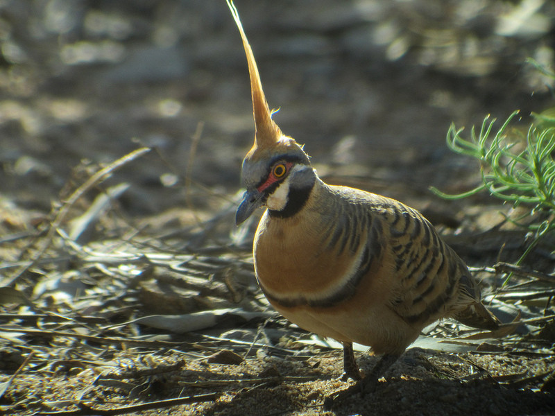 We’ll seek out the amazing Spinifex Pigeons among the rocky bajadas…