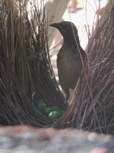 …or a Western Bowerbird attending its bower.
