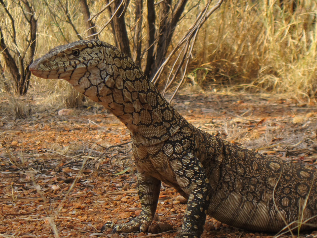 …to the huge Perentie….