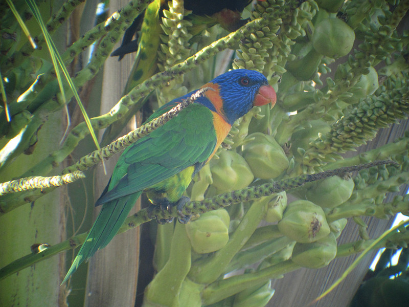 …Red-collared Lorikeets feed in the palms,…