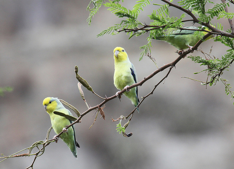 …lovely Yellow-faced Parrotlets (found only in the upper Marañon valley)…
