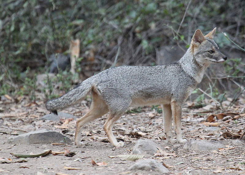 Besides the  birds, we should encounter mammals like Sechuran Fox…