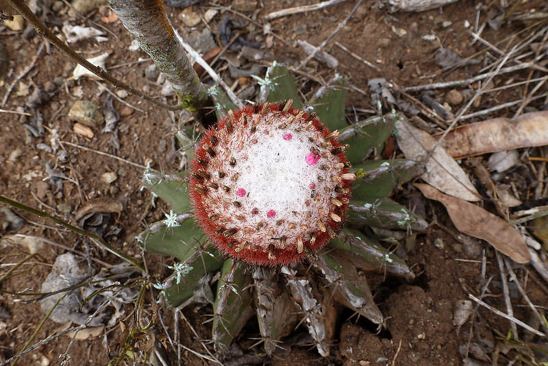 The vegetation is wonderful as well, including unique cacti…