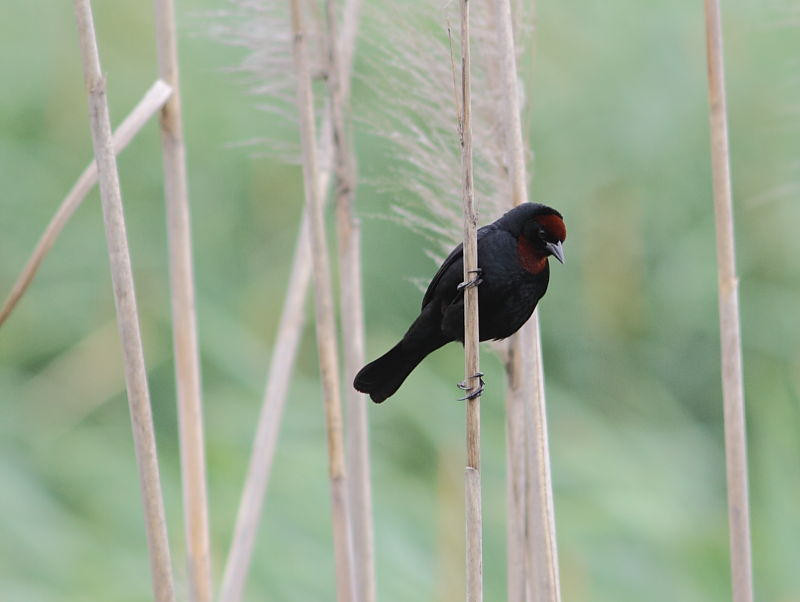 …where the reeds harbor Chestnut-capped Blackbirds…