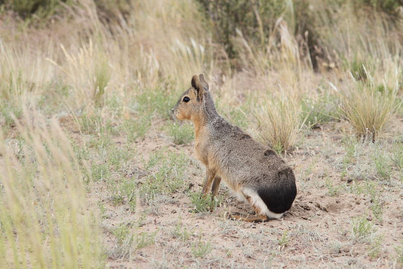 …a land with unique mammals like this Mara, a relative of the guinea pig…