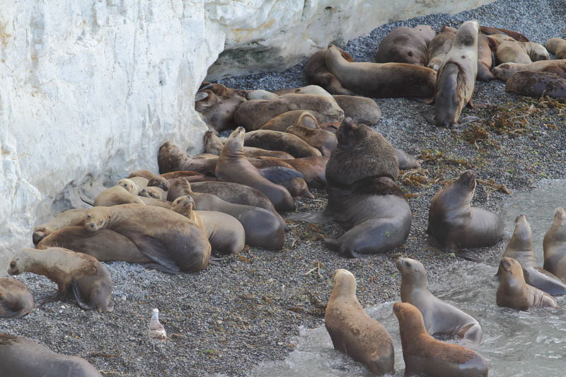 …as well as male Southern Sea Lions tending to their harems…