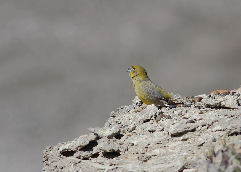 …while Patagonian Yellow Finches sing loudly nearby.