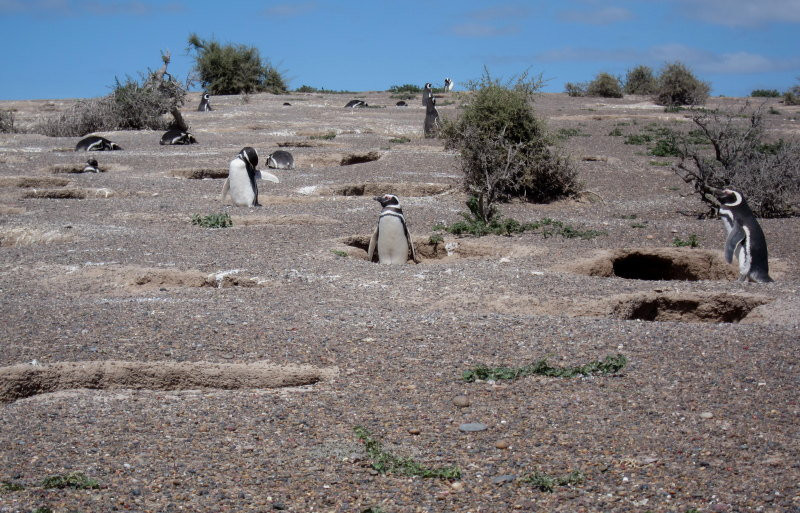 We’ll visit a vast Magellanic Penguin colony…