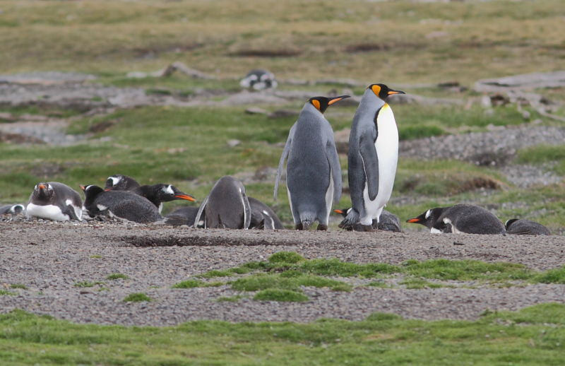…our island destination that accommodates Gentoo, and in recent years a few King Penguins.
