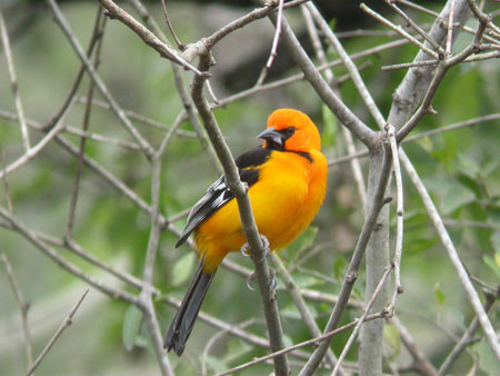 We’ll travel up the Rio Grande Valley’s riparian corridor seeking specialties like North America’s largest oriole, the Altamira… (mo) Credit:  