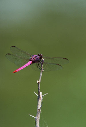 …this male Roseate Skimmer… Credit:  