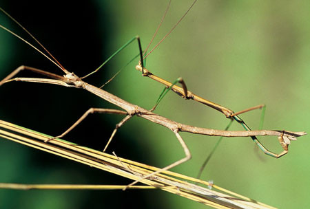 It’s hard to focus solely on birds as there are a wealth of other creature like these walking sticks - the female is over 6 inches long! (lb) Credit:  