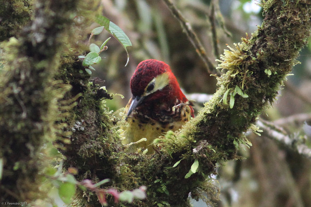 Cinnamon-mantled Woodpecker is a splash of color in the foliage…